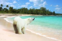 Tropical Bear Picture